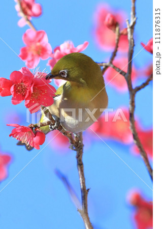 赤い梅「紅千鳥」の密を吸うメジロ 　　 　　　　 111876315