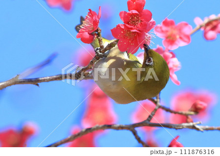 赤い梅「紅千鳥」の密を吸うメジロ 赤い梅「紅千鳥」の密を吸うメジロ 111876316