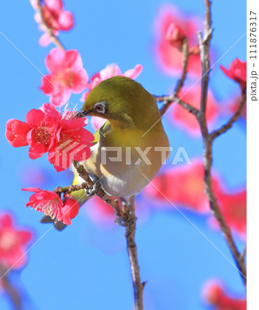 赤い梅「紅千鳥」の密を吸うメジロ 赤い梅「紅千鳥」の密を吸うメジロ 111876317