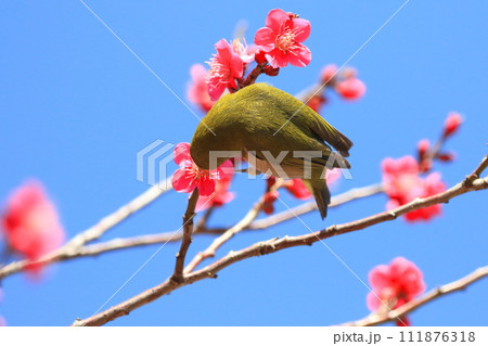 赤い梅「紅千鳥」の密を吸うメジロ 赤い梅「紅千鳥」の密を吸うメジロ 111876318