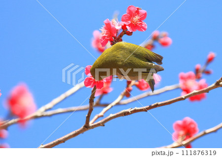 赤い梅「紅千鳥」の密を吸うメジロ 　　 　　　　 111876319