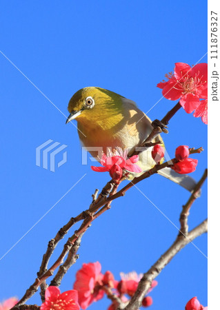 赤い梅「紅千鳥」の密を吸うメジロ 赤い梅「紅千鳥」の密を吸うメジロ 111876327