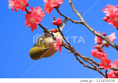 赤い梅「紅千鳥」の密を吸うメジロ 赤い梅「紅千鳥」の密を吸うメジロ 111876330