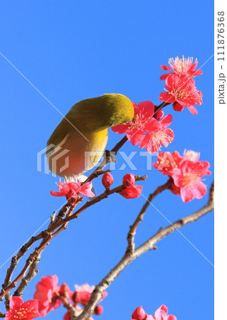 赤い梅「紅千鳥」の密を吸うメジロ 赤い梅「紅千鳥」の密を吸うメジロ 111876368