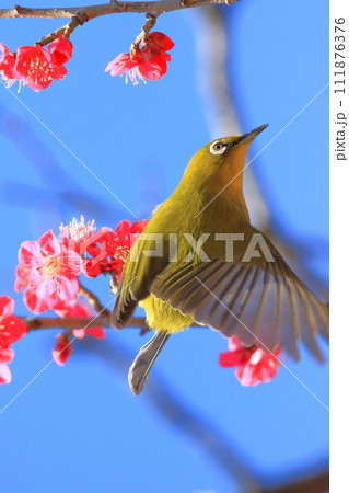 赤い梅「紅千鳥」の密を吸うメジロ 赤い梅「紅千鳥」の密を吸うメジロ 111876376