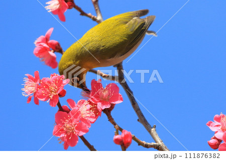 赤い梅「紅千鳥」の密を吸うメジロ の写真素材 [111876382] - PIXTA