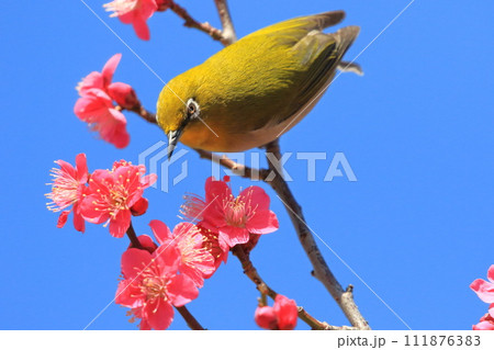 赤い梅「紅千鳥」の密を吸うメジロ 赤い梅「紅千鳥」の密を吸うメジロ 111876383