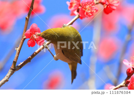 赤い梅「紅千鳥」の密を吸うメジロ 　　 　　　　 111876384