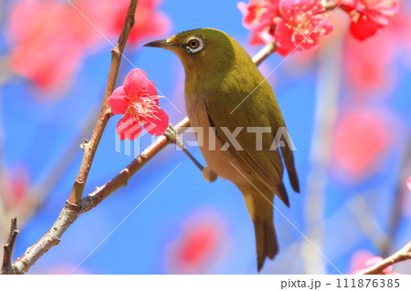 赤い梅「紅千鳥」の密を吸うメジロ 　　 　　　　 111876385