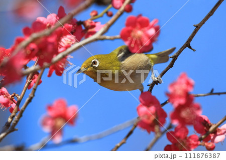 赤い梅「紅千鳥」の密を吸うメジロ 　　 　　　　 111876387