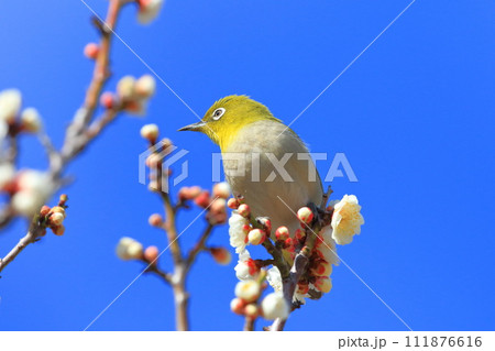 白い梅「白加賀」の蜜を吸うメジロ 白い梅「白加賀」の蜜を吸うメジロ 111876616