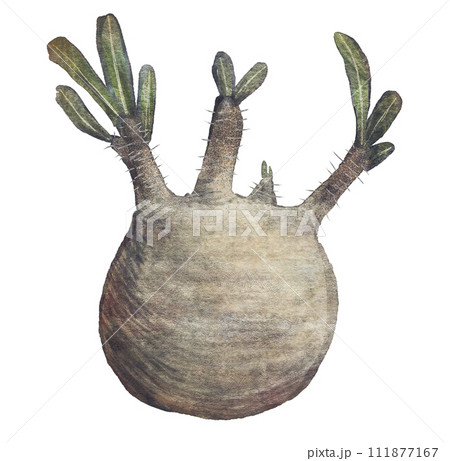 パキポディウム・グラキリスの手描きイラスト【塊根植物】のイラスト