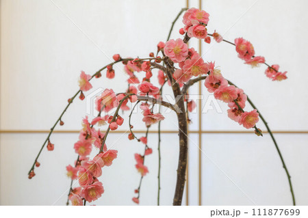 座敷梅 座敷梅 111877699
