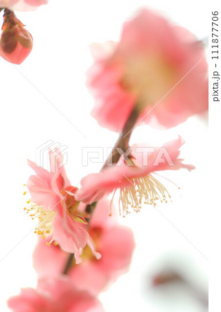 座敷梅 座敷梅 111877706