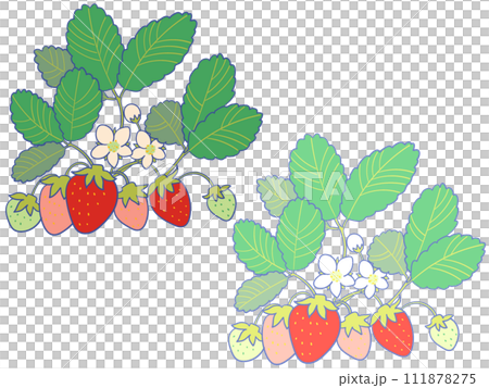 イチゴの苗イラスト 111878275