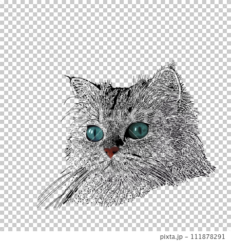 見上げる猫 cat 見上げる猫 cat 111878291