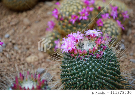 サボテンの花 111878330