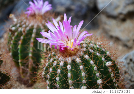 サボテンの花 111878333