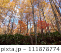 紅葉した森 111878774