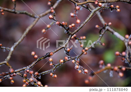 木の枝に付着した雨氷 111878840