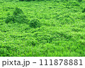 密生した植物に覆われた大地 111878881