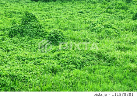 密生した植物に覆われた大地 密生した植物に覆われた大地 111878881