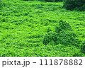 密生した植物に覆われた大地 111878882