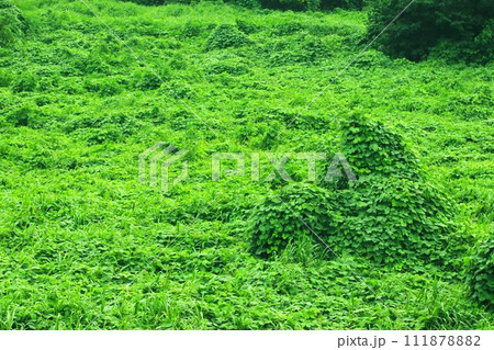 密生した植物に覆われた大地 密生した植物に覆われた大地 111878882