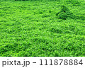 密生した植物に覆われた大地 111878884