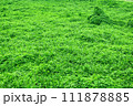 密生した植物に覆われた大地 111878885