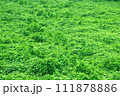 密生した植物に覆われた大地 111878886