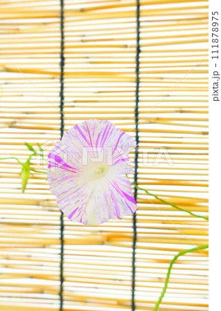 アサガオ 朝顔 あさがお アサガオ 朝顔 あさがお 111878975