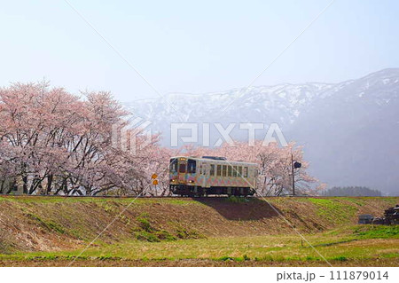 満開の桜　残雪　フラワー長井線　山形鉄道 111879014
