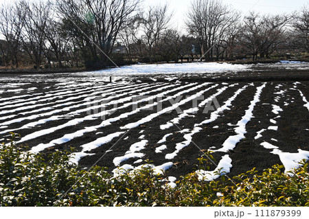 野菜収穫後の畑の畝に沿ってできた残雪のパターン 111879399