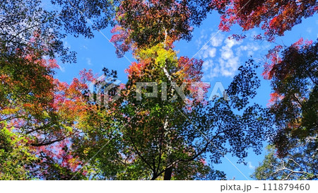 紅葉谷　知多　愛知 111879460