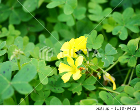 可憐に咲くオオキバナカタバミの黄色い花 可憐に咲くオオキバナカタバミの黄色い花 111879472