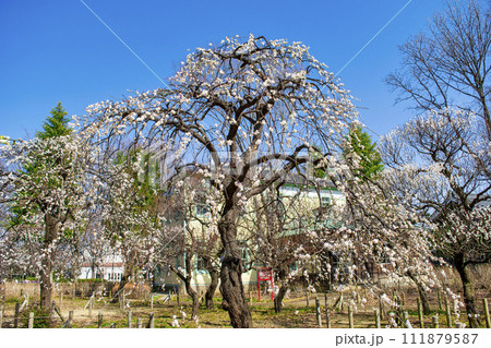 東京都　府中市　郷土の森梅まつり 111879587