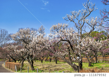 東京都　府中市　郷土の森梅まつり 111879592