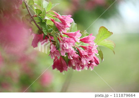 美しい色をしたオオベニウツギの花 111879664