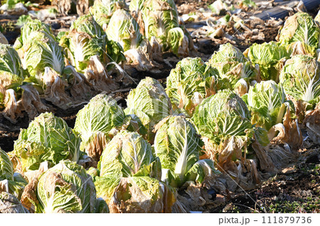 2月の白菜畑 111879736