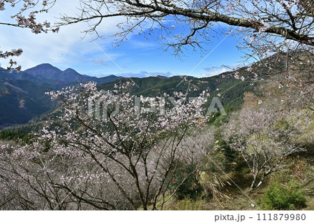藤岡市鬼石地区三波川の冬桜咲く桜山公園に御荷鉾山 111879980