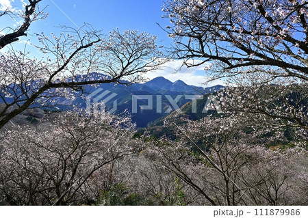 藤岡市鬼石地区三波川の冬桜咲く桜山公園に御荷鉾山 藤岡市鬼石地区三波川の冬桜咲く桜山公園に御荷鉾山 111879986