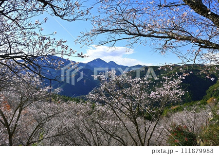 藤岡市鬼石地区三波川の冬桜咲く桜山公園に御荷鉾山 111879988