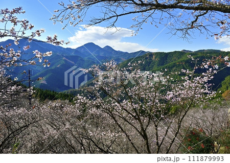 藤岡市鬼石地区三波川の冬桜咲く桜山公園に御荷鉾山 111879993