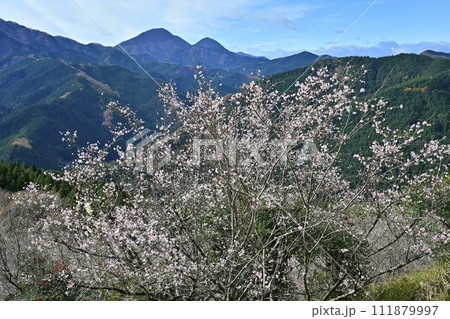 藤岡市鬼石地区三波川の冬桜咲く桜山公園に御荷鉾山 藤岡市鬼石地区三波川の冬桜咲く桜山公園に御荷鉾山 111879997