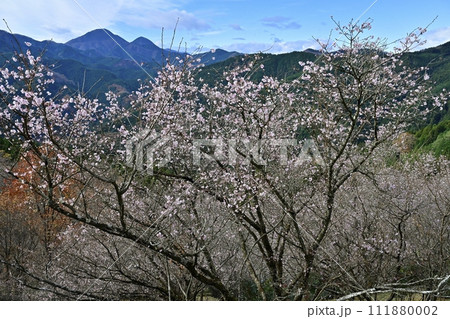 藤岡市鬼石地区三波川の冬桜咲く桜山公園に御荷鉾山 111880002