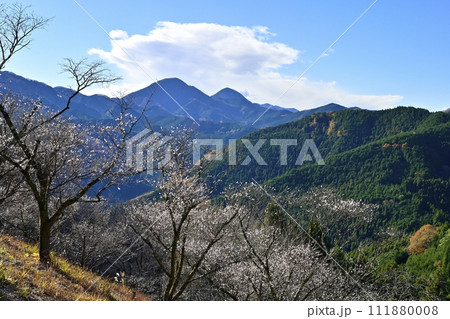 藤岡市鬼石地区三波川の冬桜咲く桜山公園に御荷鉾山 111880008