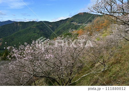 藤岡市鬼石地区三波川の紅葉と冬桜咲く桜山公園 藤岡市鬼石地区三波川の紅葉と冬桜咲く桜山公園 111880012