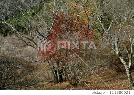 藤岡市鬼石地区三波川の紅葉する木々と狂い咲きのつつじに冬桜咲く桜山公園 111880021