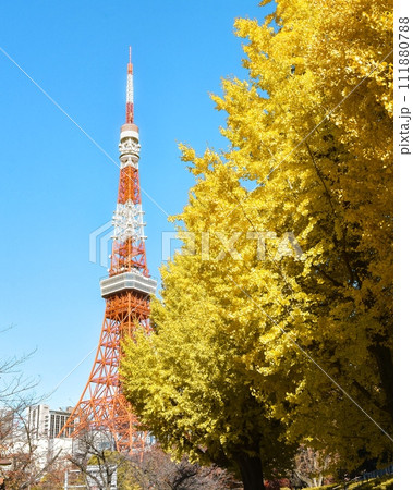 イチョウ　東京タワー 111880788
